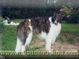 barzoi_1_20211128_1938594865